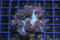 Bubble 2.5 inches