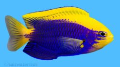 Starcki Damsel - 1.25 - 2.25" - South Pacific
