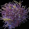 Torch Coral: Gold 24K - Indo Pacific, Size 6 Head