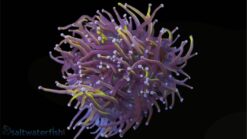 Torch Coral: Gold 24K - Indo Pacific, Size 4 Head