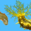 Yellow Cucumber - Indo Pacific, Size Small