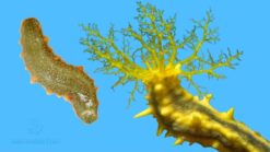 Yellow Cucumber - Indo Pacific, Size Small