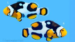 Black Picasso Percula Clownfish: Captive Bred P1 Grade