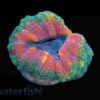 Lobophyllia Brain Coral: Mint Green w/ Pink Rim - Indo Pacific, Size Medium