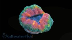 Lobophyllia Brain Coral: Mint Green w/ Pink Rim - Indo Pacific, Size Medium