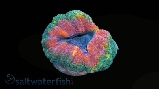 Lobophyllia Brain Coral: Mint Green w/ Pink Rim - Indo Pacific, Size Medium
