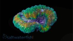 Lobophyllia Brain Coral: Tricolor - Australia, Size Frag