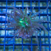 Torch, Ultra 1.5 inches