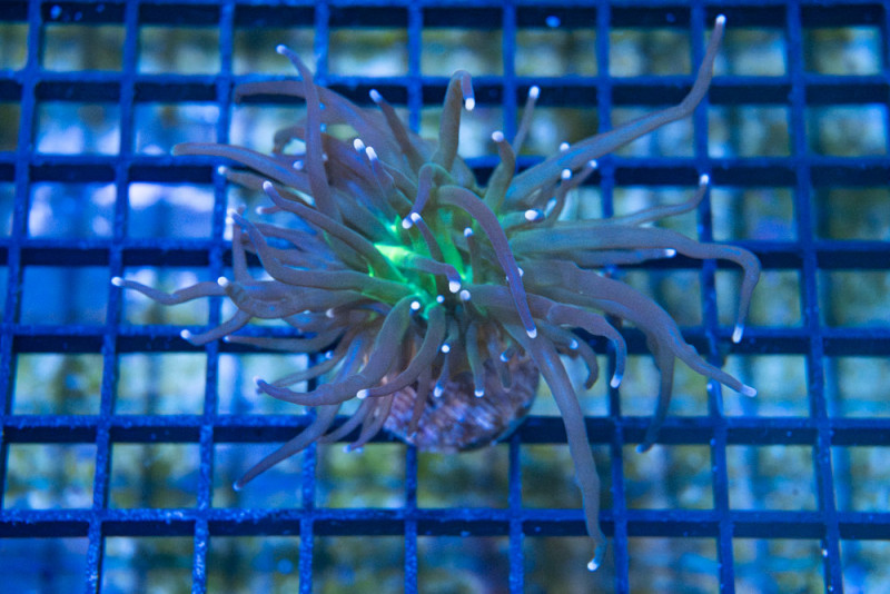 Torch, Ultra 1.5 inches