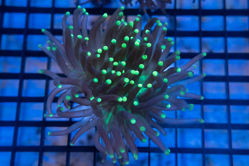 Torch, Ultra 2 inches
