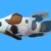Longfin Mocha Ocellaris Clownfish: Captive Bred