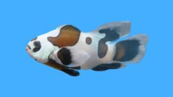 Longfin Mocha Ocellaris Clownfish: Captive Bred
