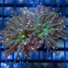 Torch, Ultra 2.5 inches