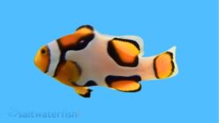 Picasso Percula Clownfish: Captive Bred