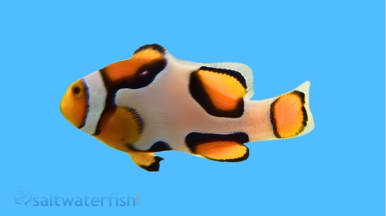 Picasso Percula Clownfish: Captive Bred