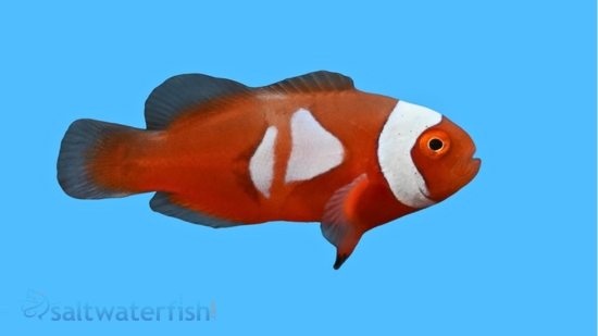 Semi Picasso Percula Clownfish: Captive Bred