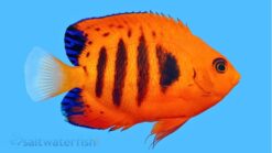 Flame Angelfish - 2 - 3" - Marshall Islands - Central Pacific