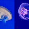 Moon Jellyfish