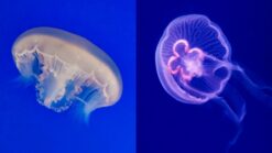 Moon Jellyfish