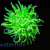 Torch Coral: Holy Grail - Aquacultured, Size Frag