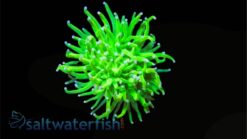 Torch Coral: Holy Grail - Indo Pacific, Size 4 Head