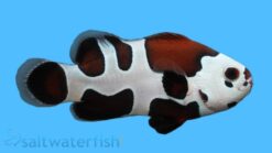 Mocha Storm Clownfish: Captive Bred