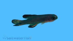 Randalli's Assessor Basslet - 1.25 - 2.25" - Indo-Pacific