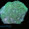 Star Polyp: Starburst Green - Indo Pacific, Size Medium