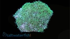 Star Polyp: Starburst Green - Indo Pacific, Size Medium