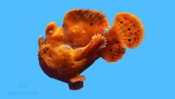 Wartskin Angler - 2.25" or smaller - Red/Orange - Indo-Pacific