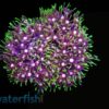 Star Polyp: Metallic Green - Aquacultured, Size 2.75 - 3.75 inches