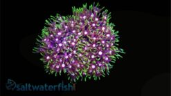 Star Polyp: Metallic Green - Aquacultured, Size 2.75 - 3.75 inches