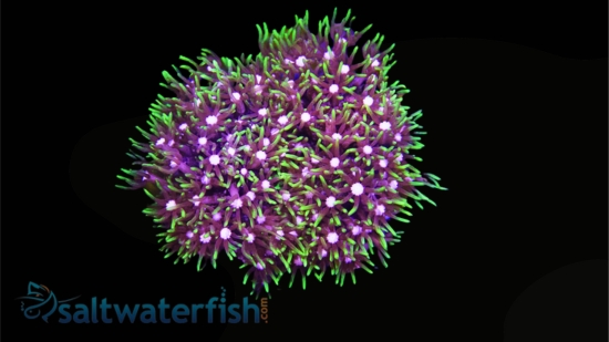 Star Polyp: Metallic Green - Aquacultured, Size 2.75 - 3.75 inches