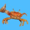 Red Fiddler Crab, Size  2.5 - 3.5 inches