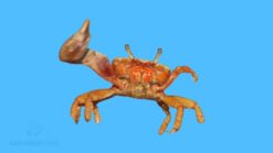 Red Fiddler Crab, Size  2.5 - 3.5 inches