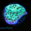 Encrusting Montipora: Jedi Mind Trick Green w/ Orange Polyps , Size Frag