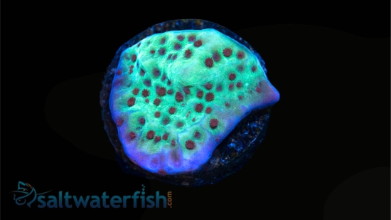 Encrusting Montipora: Jedi Mind Trick Green w/ Orange Polyps , Size Frag