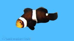 Mocha Ocellaris Clownfish: Captive Bred