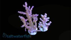 Soft Coral Tree : Orange/Yellow Colony - Aquacultured, Size Small