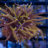 Torch, Ultra 1.5 inches