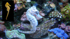Brazilian Longsnout Reidi Seahorse - 3 - 4" - Captive Bred - Australia