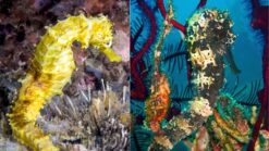 Kuda Black Seahorse - 3 - 4" - Captive Bred - Female - Adult - Australia