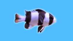 3 Band Tuxedo Damsel - 2" or smaller - SSC Certified - Central Pacific