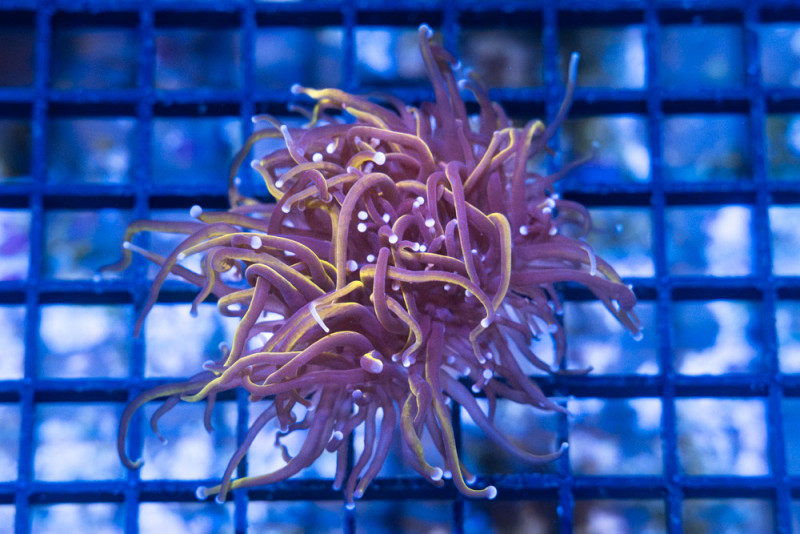 Torch, Ultra 2.5 inches