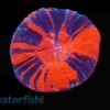 Scolymia Red, Purple & Mint "Scarlet Warpaint"  - Australia, Size Medium