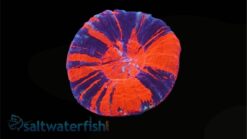 Scolymia Red, Purple & Mint "Scarlet Warpaint"  - Australia, Size Medium