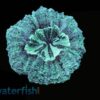 Doughnut (Button) Coral: Green, Size 2.25 - 3.5 inches