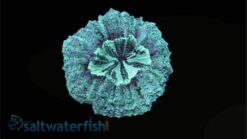 Doughnut (Button) Coral: Green, Size 2.25 - 3.5 inches