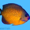 Coral Beauty Angelfish: Yellow - Melanesia, Size 3 - 4 inches