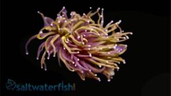 Torch Coral: Gold - Australia, Size 1 Head